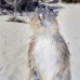 hutia_desmarest_chiq_jar_v_0127_cub2242.jpg